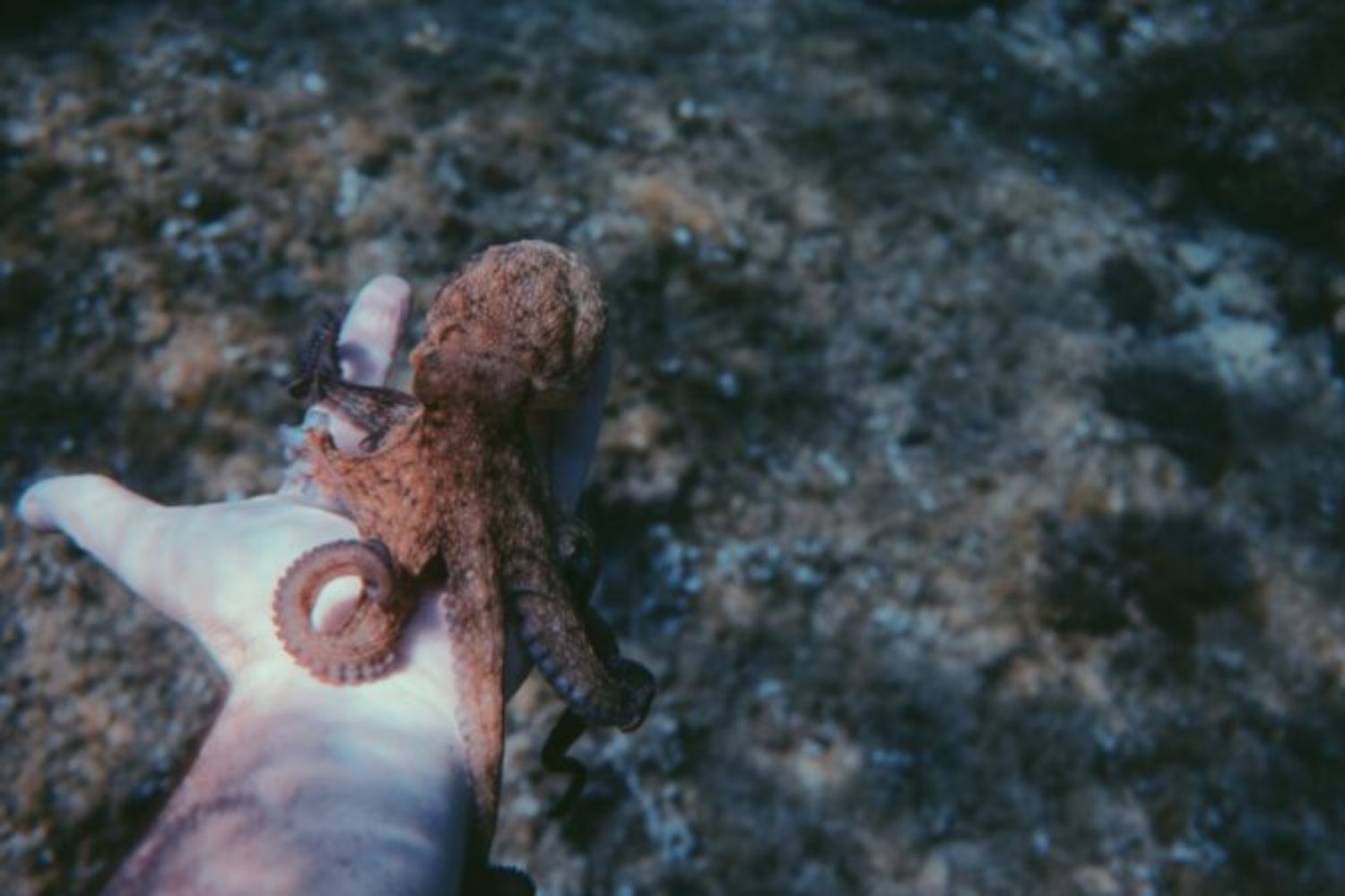 Si los humanos desaparecieran algún día, esta especie marina podría ocupar nuestro lugar en la evolución del planeta. Algunos científicos creen que los pulpos tienen el potencial para desarrollar civilizaciones