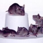 Un científico japonés pasó casi 20 años clonando ratones una y otra vez para comprobar hasta dónde podía llegar la vida. La respuesta final fue mucho más brutal de lo que parecía