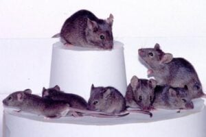 Un científico japonés pasó casi 20 años clonando ratones una y otra vez para comprobar hasta dónde podía llegar la vida. La respuesta final fue mucho más brutal de lo que parecía