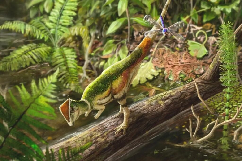 Un fósil olvidado durante décadas acaba de cambiar lo que sabemos sobre los dinosaurios de cabeza abovedada. El esqueleto pertenece a un bebé que murió antes de cumplir un año