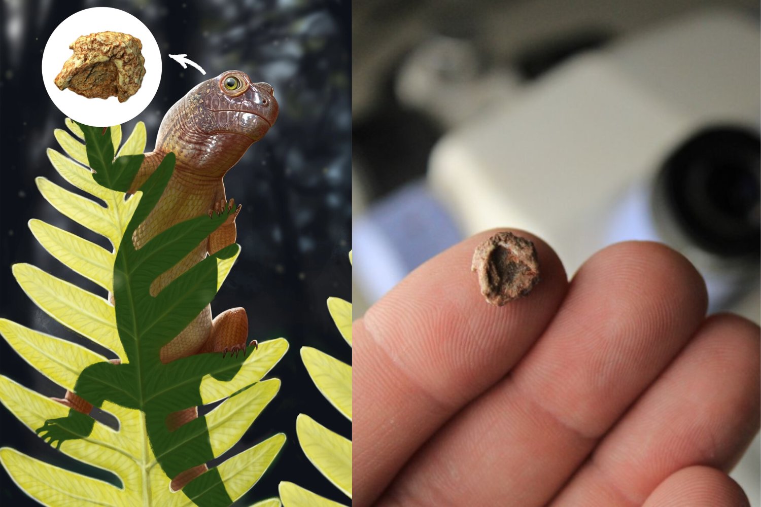 Un cráneo tan pequeño que cabe en la punta de un dedo apareció en Brasil. El fósil pertenece al tetrápodo más diminuto encontrado en Sudamérica y revela cómo era la vida antes de los dinosaurios