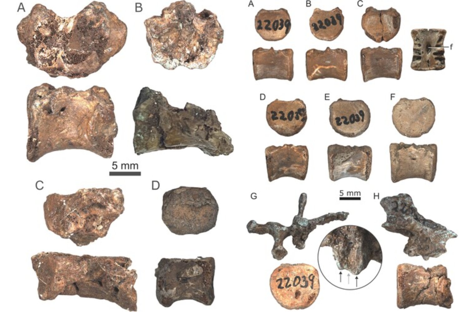Un fósil olvidado durante décadas acaba de cambiar lo que sabemos sobre los dinosaurios de cabeza abovedada. El esqueleto pertenece a un bebé que murió antes de cumplir un año