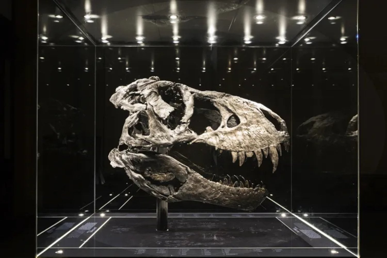 Durante décadas dimos por hecho que el T. rex reinaba solo al final del Cretácico. Nuevos fósiles ahora sugieren que el depredador más famoso de la historia quizá nunca estuvo tan solo