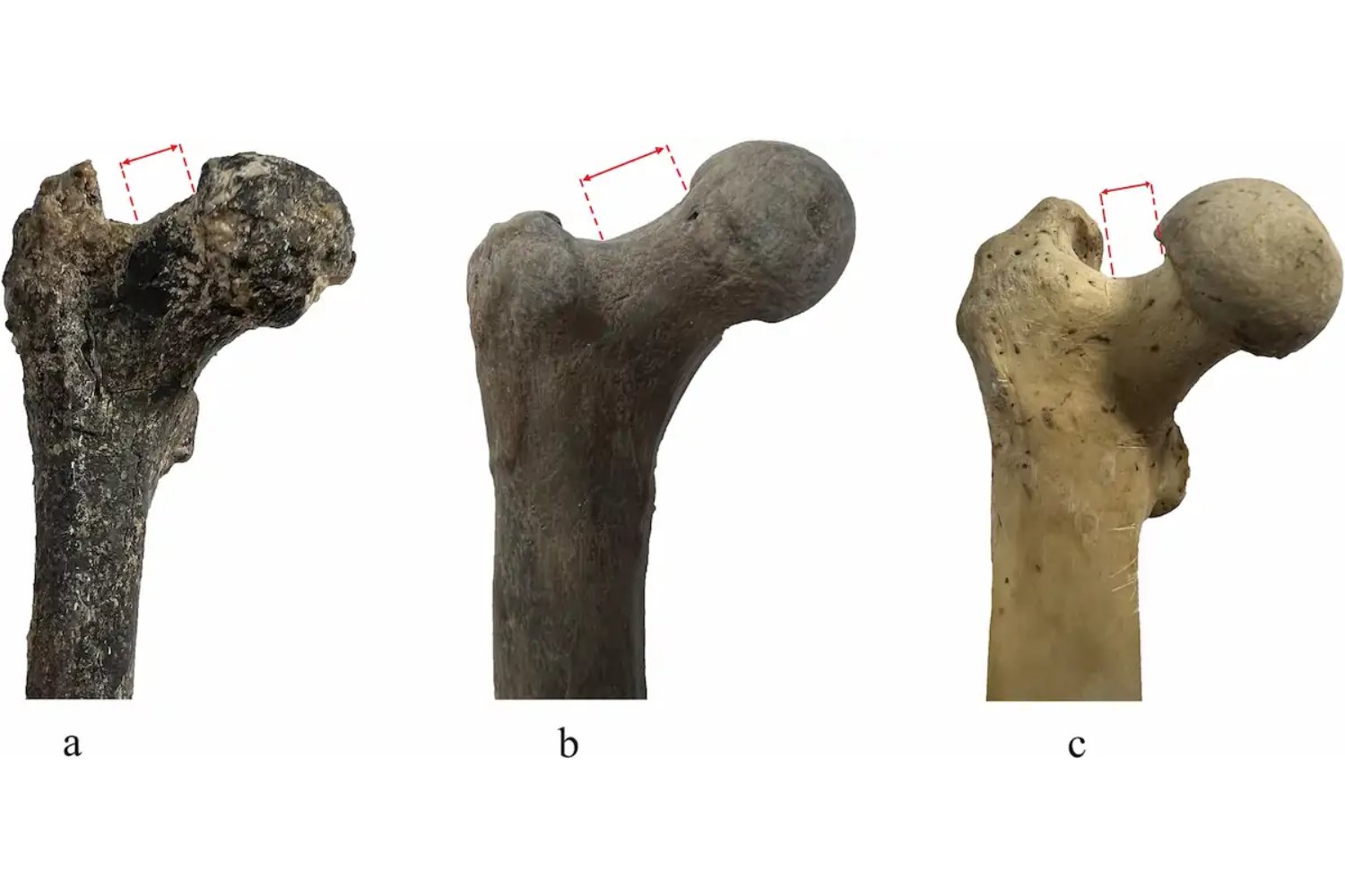 Un fósil de 7,2 millones de años hallado en Bulgaria reabre el debate sobre el origen del bipedismo humano y cuestiona que nuestros antepasados comenzaran a caminar en África