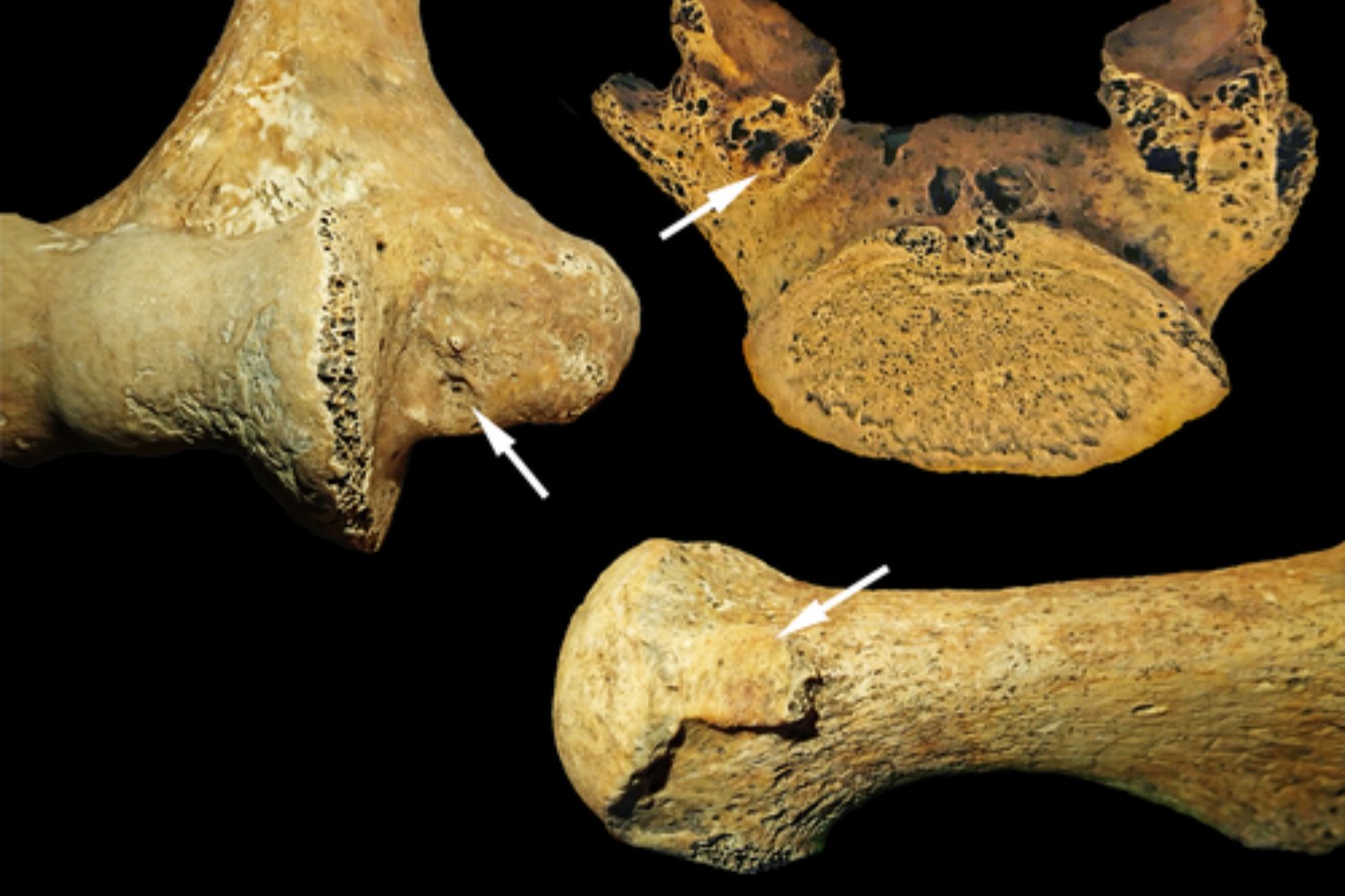 Los arqueólogos llevaban décadas leyendo el género en los ajuares funerarios del Neolítico, pero había un problema de fondo. Ahora, 125 esqueletos analizados en Hungría muestran que la vida real fue más flexible, menos rígida y bastante más humana de lo que sugerían las tumbas
