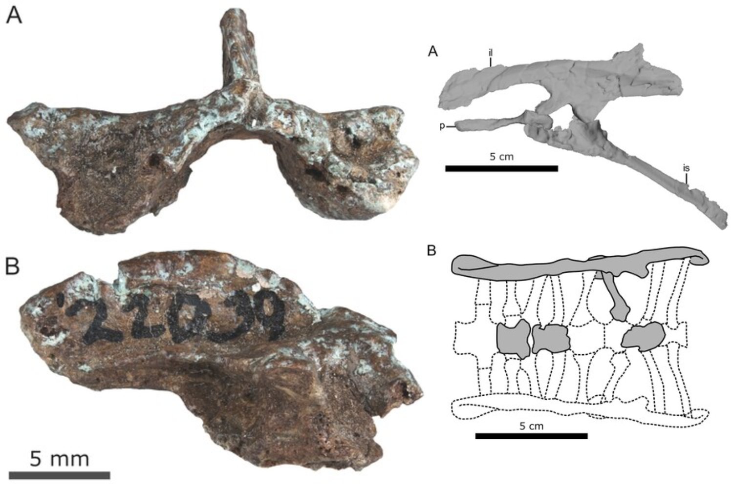 Un fósil olvidado durante décadas acaba de cambiar lo que sabemos sobre los dinosaurios de cabeza abovedada. El esqueleto pertenece a un bebé que murió antes de cumplir un año