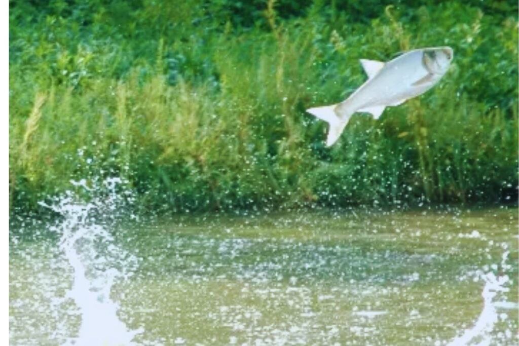 Hay ríos en Estados Unidos que ahora tienen electricidad para ahuyentar peces. La medida desesperada para frenar una invasión imparable
