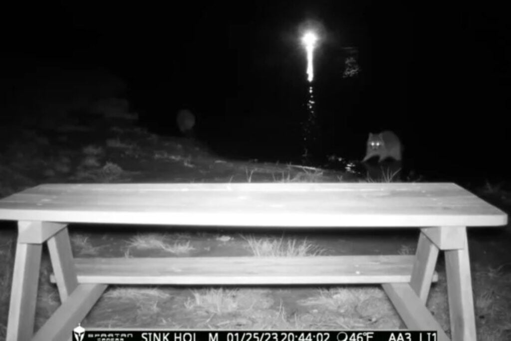 Construyó un lago para criar peces en medio de un campo agrícola. En solo 1.000 días terminó creando un santuario salvaje con águilas, ciervos y depredadores