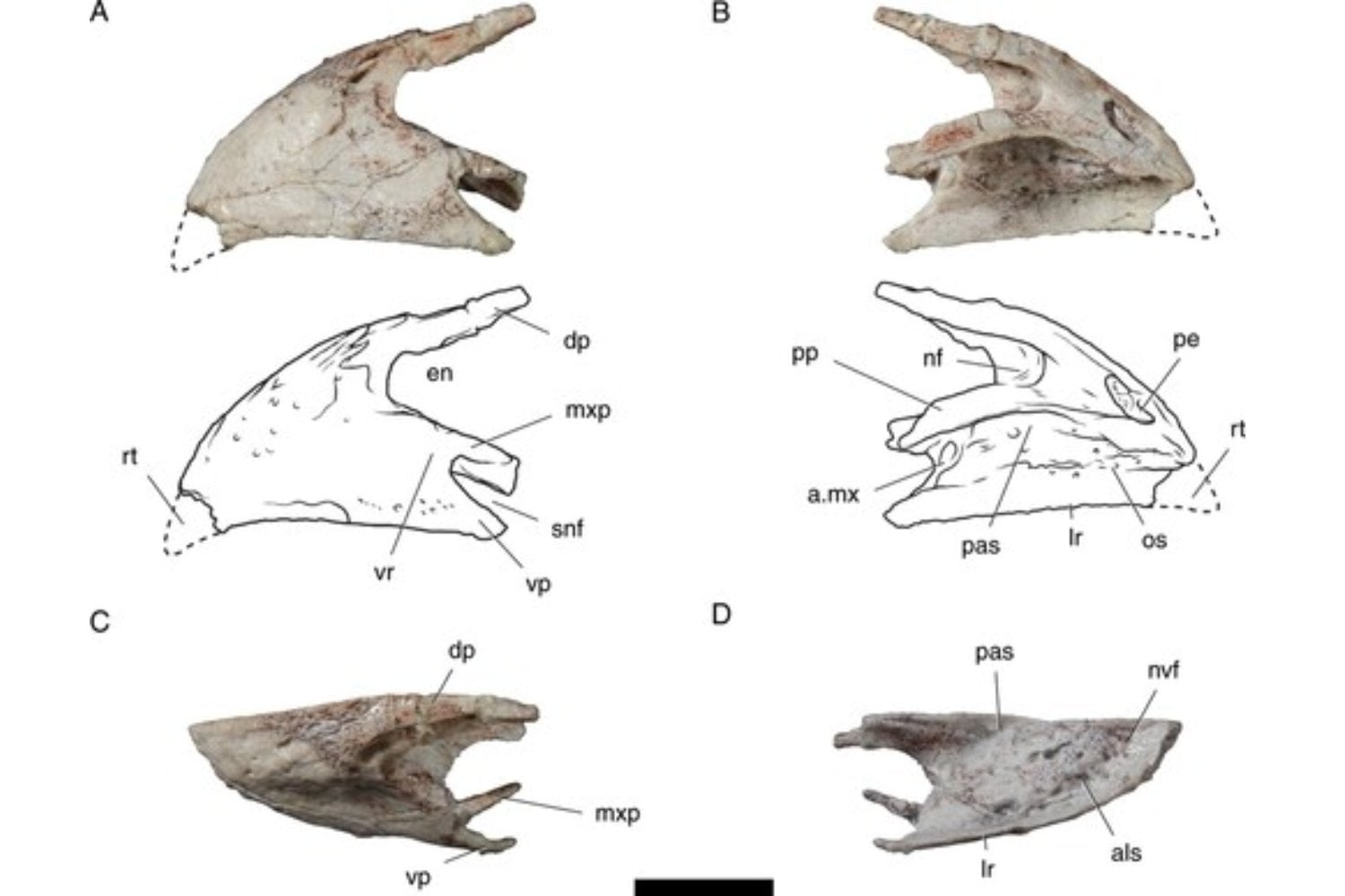 Durante décadas pensamos que los cocodrilos apenas habían cambiado desde la prehistoria. Un fósil de 225 millones de años acaba de demostrar que algunos de sus antepasados caminaban sobre dos patas como si fueran dinosaurios