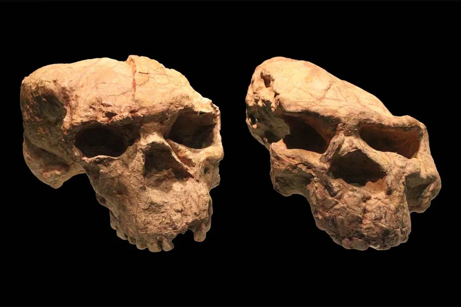 Un conjunto de fósiles hallados en China está cambiando el relato de la evolución humana. Asia oriental aparece como un escenario donde coexistieron varias humanidades