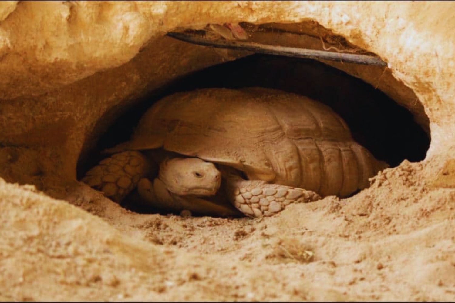 Lo intentaron con árboles y fracasaron. Luego soltaron 500 tortugas en el Sahara y cinco años después aparecieron “bosques” donde solo había arena