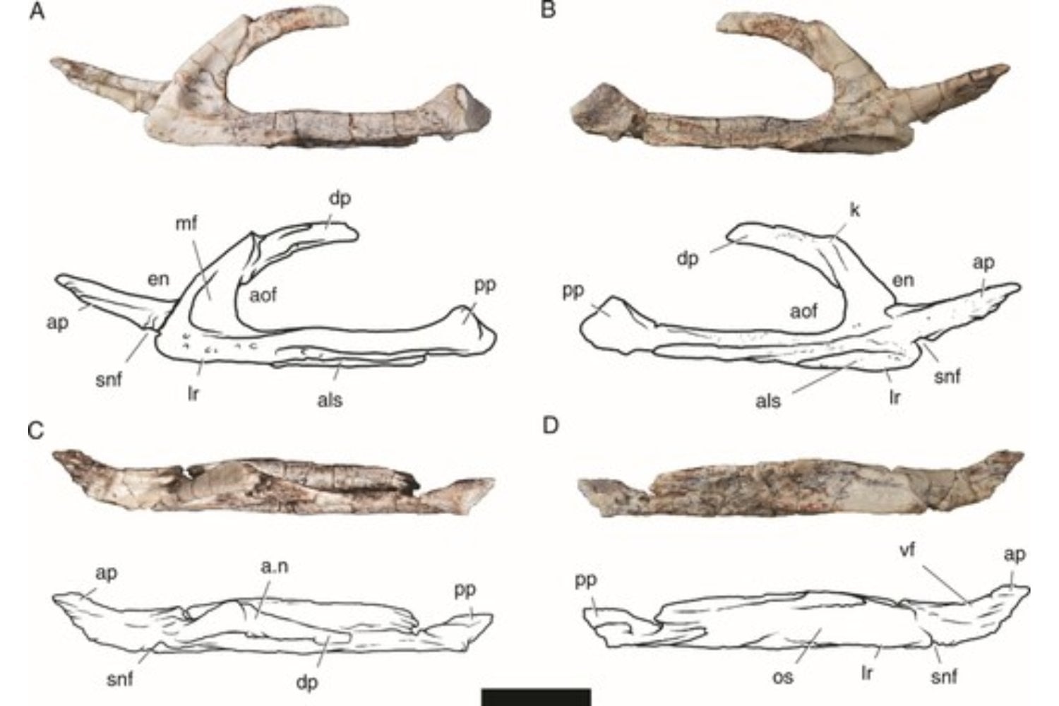 Durante décadas pensamos que los cocodrilos apenas habían cambiado desde la prehistoria. Un fósil de 225 millones de años acaba de demostrar que algunos de sus antepasados caminaban sobre dos patas como si fueran dinosaurios