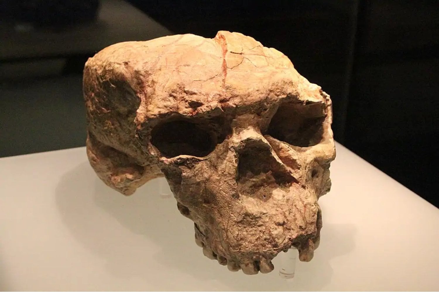 Un conjunto de fósiles hallados en China está cambiando el relato de la evolución humana. Asia oriental aparece como un escenario donde coexistieron varias humanidades