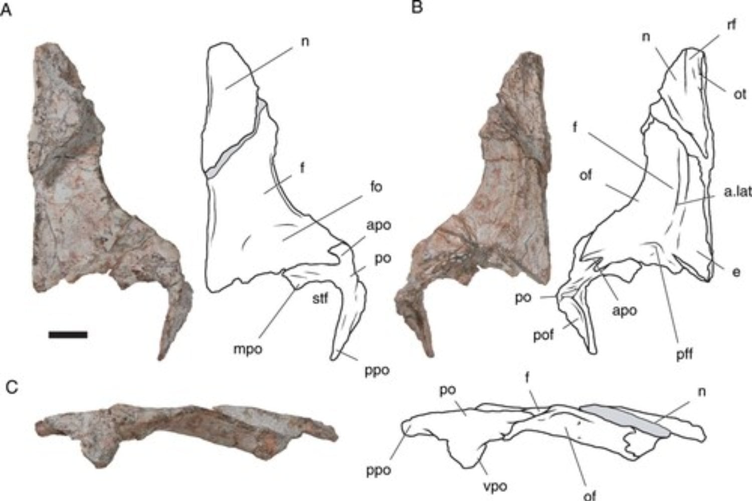 Durante décadas pensamos que los cocodrilos apenas habían cambiado desde la prehistoria. Un fósil de 225 millones de años acaba de demostrar que algunos de sus antepasados caminaban sobre dos patas como si fueran dinosaurios