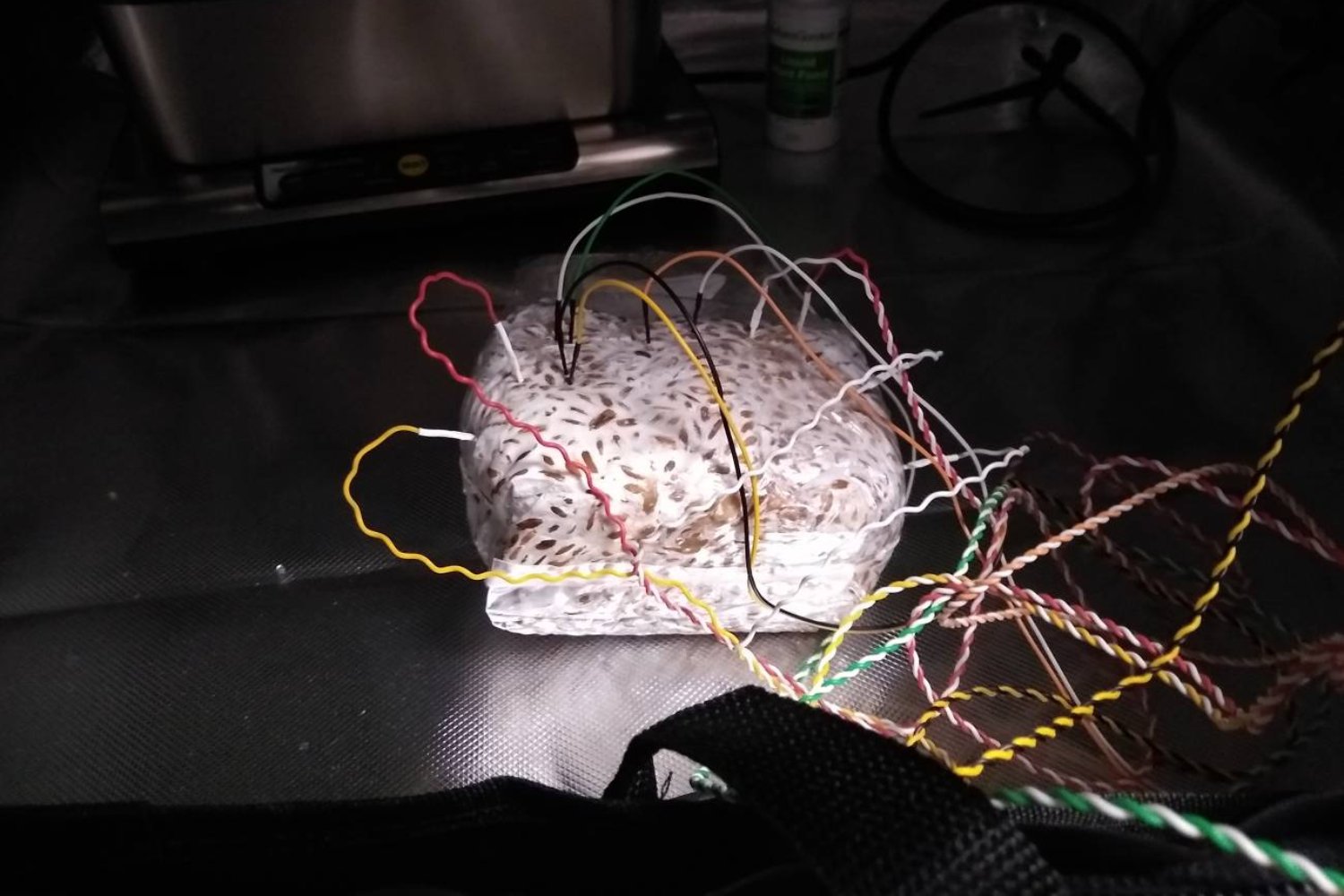 Los científicos están probando algo que parece salido de la ciencia ficción. Usar redes de hongos como ordenadores vivos que procesan información