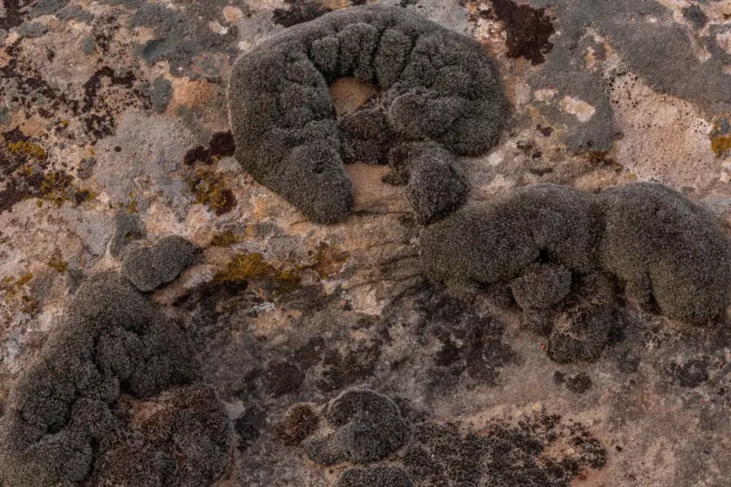 Científicos han encontrado un organismo que podría sobrevivir en Marte sin ayuda humana. Este musgo resiste temperaturas extremas, radiación y puede “revivir” tras condiciones letales