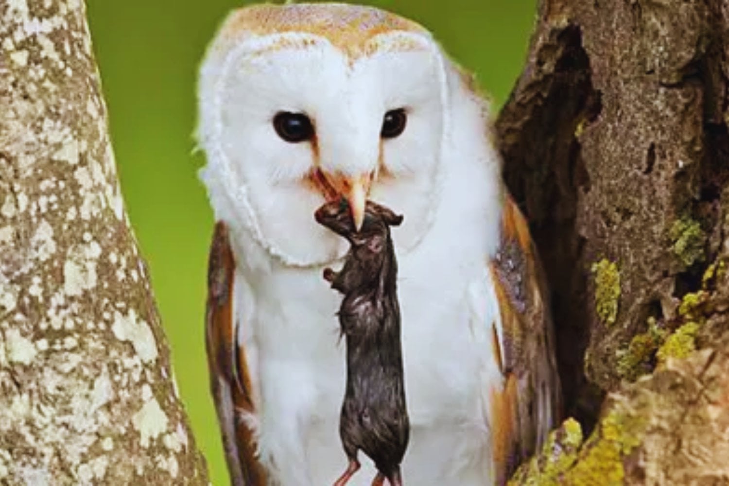 Las ratas están empujando a Hawái a una caída ecológica acelerada. El archipiélago recurre a cazadores y tecnología para proteger sus aves endémicas