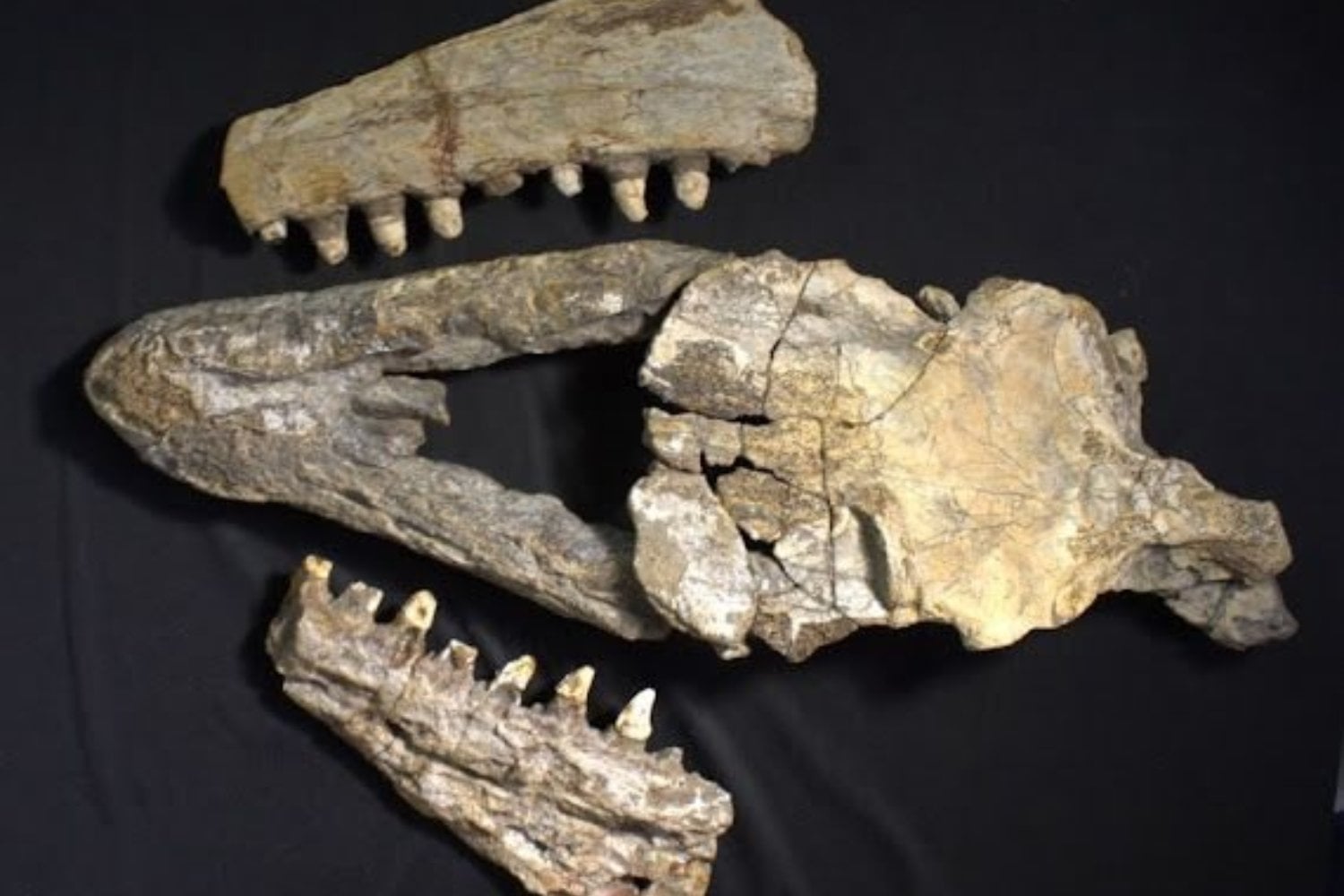 Encontraron un depredador donde hoy solo hay tierra seca en el norte de México. Este mosasaurio de 70 millones de años revela que la evolución de los grandes cazadores marinos comenzó mucho antes de lo que pensábamos