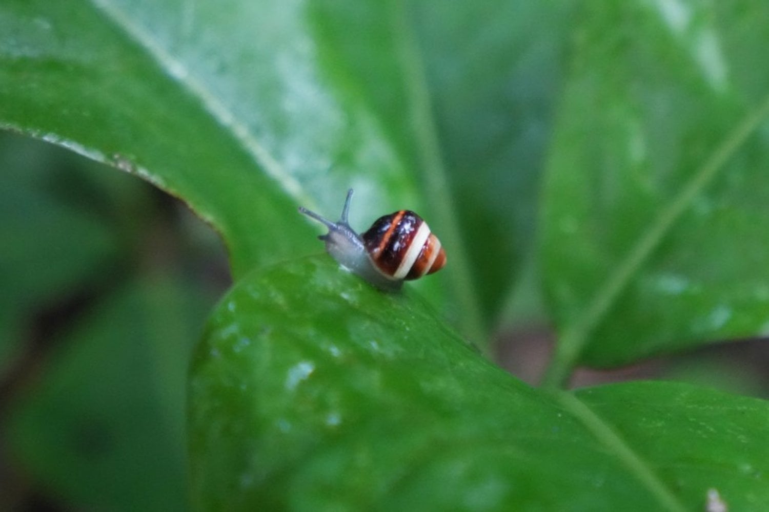 Un científico guardó once caracoles en 1991 para evitar su desaparición. Tres décadas después, mil de ellos están regresando a los bosques de Hawái