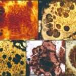 Durante años creímos que estos fósiles mostraban los primeros embriones animales de la Tierra. Un nuevo estudio dice que quizá estábamos entendiendo mal una pieza clave de la evolución