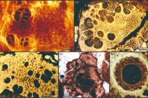 Durante años creímos que estos fósiles mostraban los primeros embriones animales de la Tierra. Un nuevo estudio dice que quizá estábamos entendiendo mal una pieza clave de la evolución