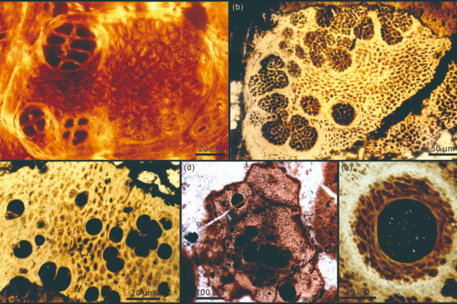 Durante años creímos que estos fósiles mostraban los primeros embriones animales de la Tierra. Un nuevo estudio dice que quizá estábamos entendiendo mal una pieza clave de la evolución