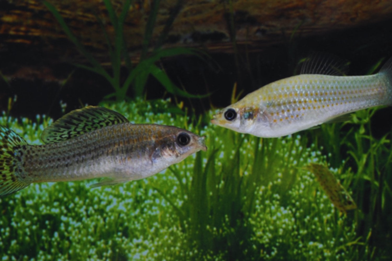 Un pez que se clona desde hace más de 100.000 años está obligando a revisar una de las reglas clásicas de la evolución. Su ADN esconde un mecanismo que “repara” mutaciones y mantiene viva a una especie de clones