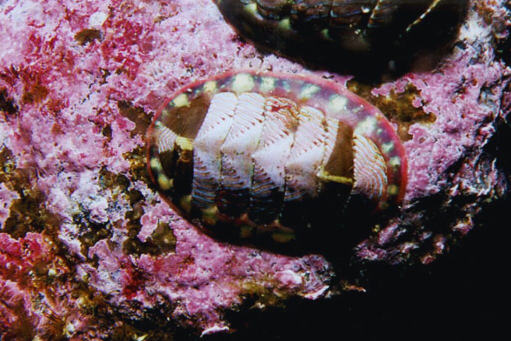 Un animal que apenas ha cambiado desde antes de los dinosaurios acaba de revelar un nuevo secreto evolutivo. Científicos descubren una especie desconocida de quitón