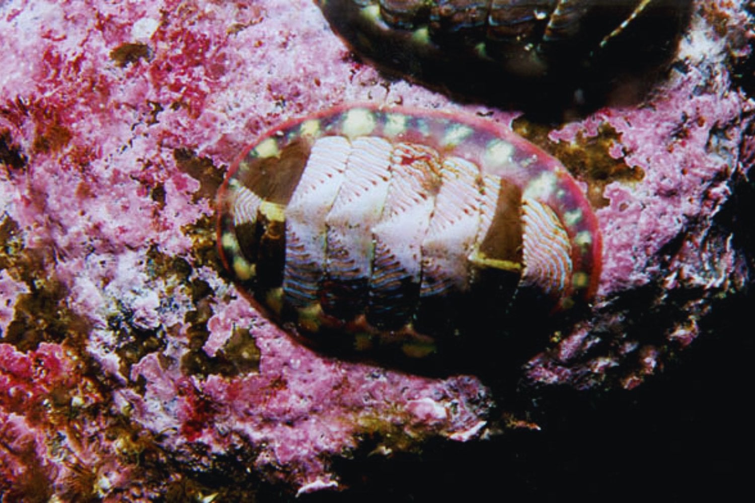 Un animal que apenas ha cambiado desde antes de los dinosaurios acaba de revelar un nuevo secreto evolutivo. Científicos descubren una especie desconocida de quitón