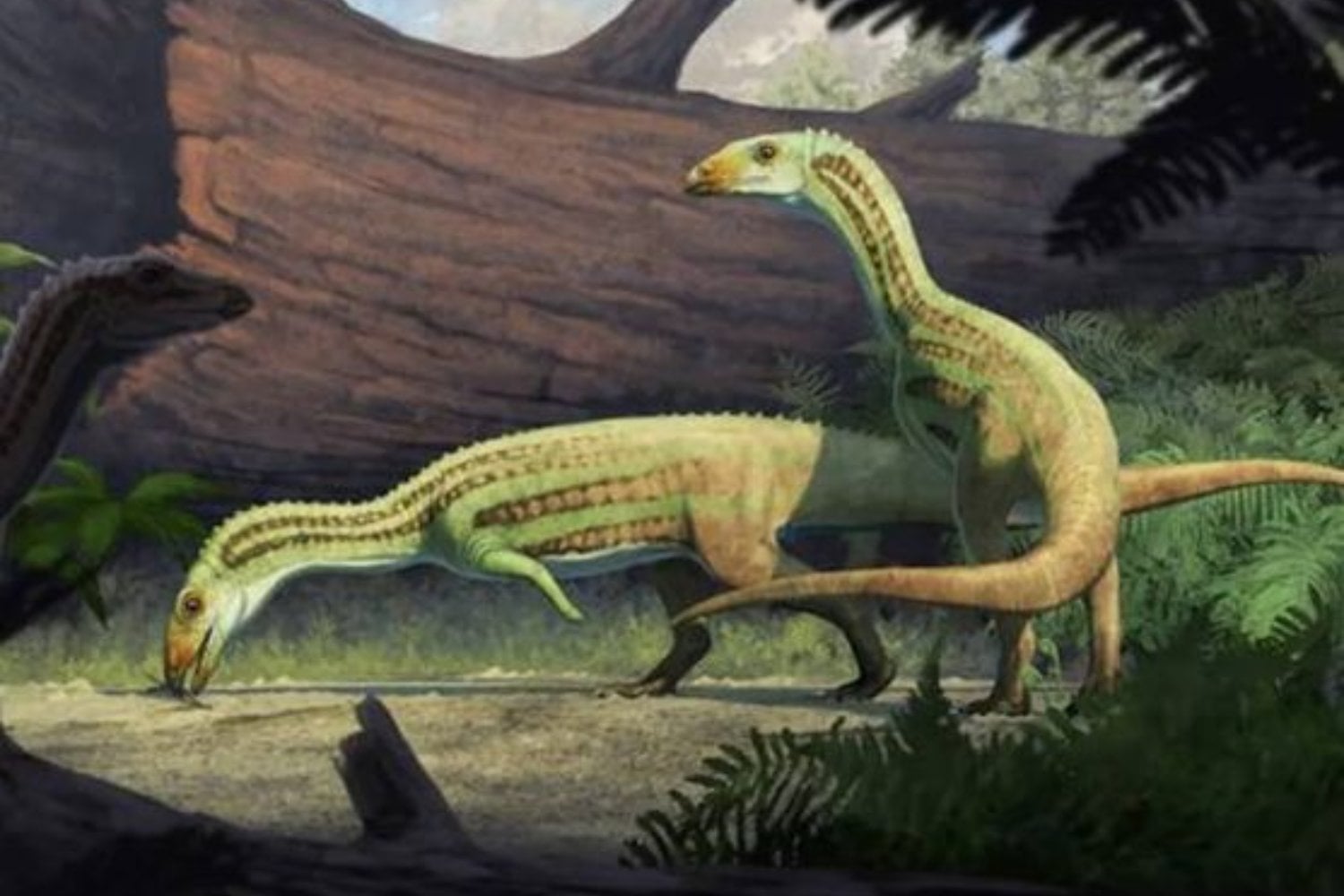 Durante décadas pensamos que los cocodrilos apenas habían cambiado desde la prehistoria. Un fósil de 225 millones de años acaba de demostrar que algunos de sus antepasados caminaban sobre dos patas como si fueran dinosaurios