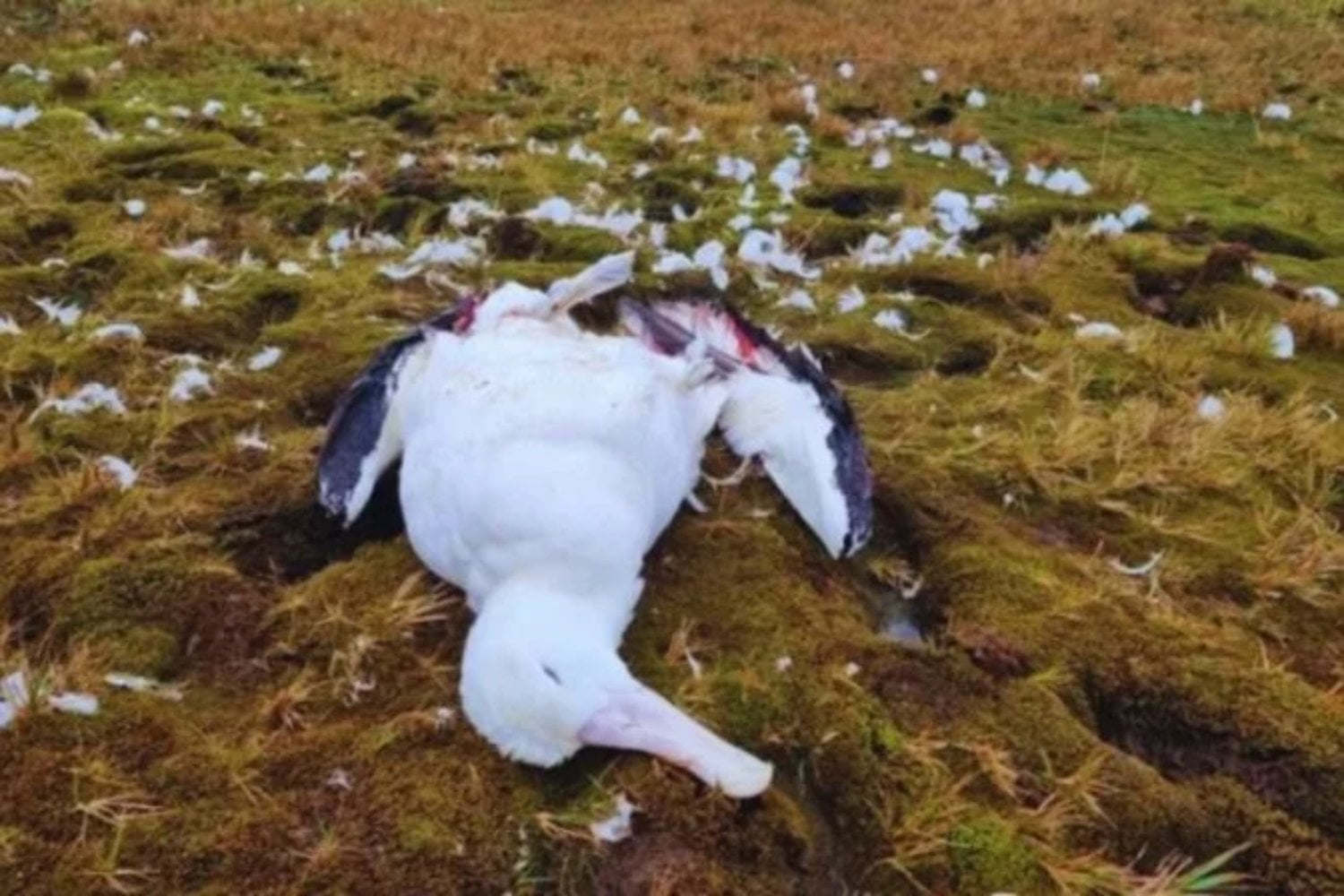 Las ratas están empujando a Hawái a una caída ecológica acelerada. El archipiélago recurre a cazadores y tecnología para proteger sus aves endémicas