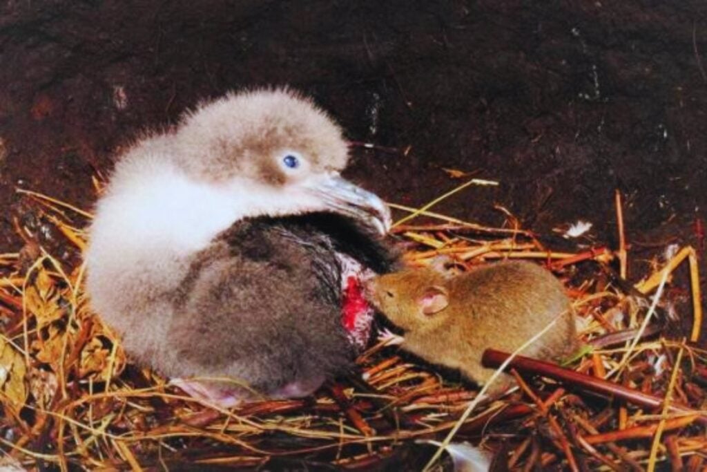 Las ratas están empujando a Hawái hacia una crisis ecológica cada vez más grave. El archipiélago recurre a cazadores y tecnología para intentar salvar a sus aves endémicas