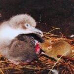 Las ratas están empujando a Hawái a una caída ecológica acelerada. El archipiélago recurre a cazadores y tecnología para proteger sus aves endémicas