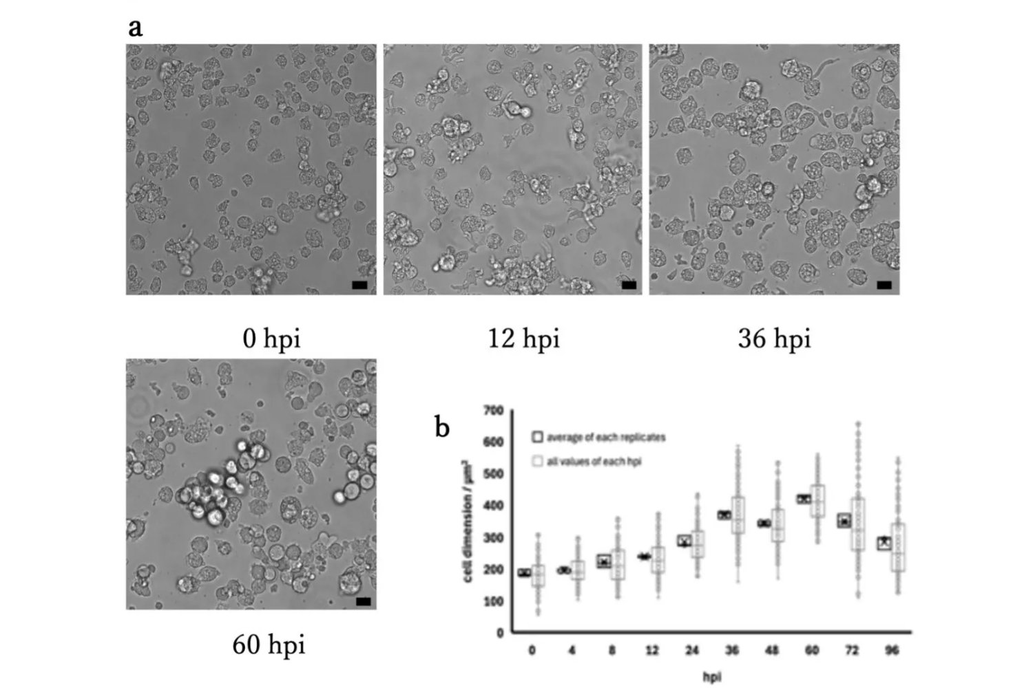 Un virus gigante escondido en un pantano de Japón está obligando a replantear el papel de los virus en la evolución. Podría ser una pieza clave en el origen de la vida compleja