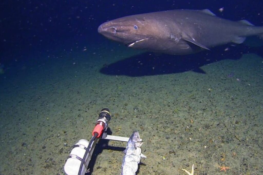 Una cámara submarina grabó algo que los científicos no esperaban ver en la Antártida. Un tiburón dormilón nadando en aguas casi congeladas
