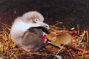 Las ratas están empujando a Hawái a una caída ecológica acelerada. El archipiélago recurre a cazadores y tecnología para proteger sus aves endémicas