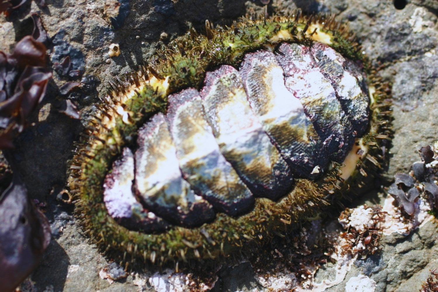 Un animal que apenas ha cambiado desde antes de los dinosaurios acaba de revelar un nuevo secreto evolutivo. Científicos descubren una especie desconocida de quitón