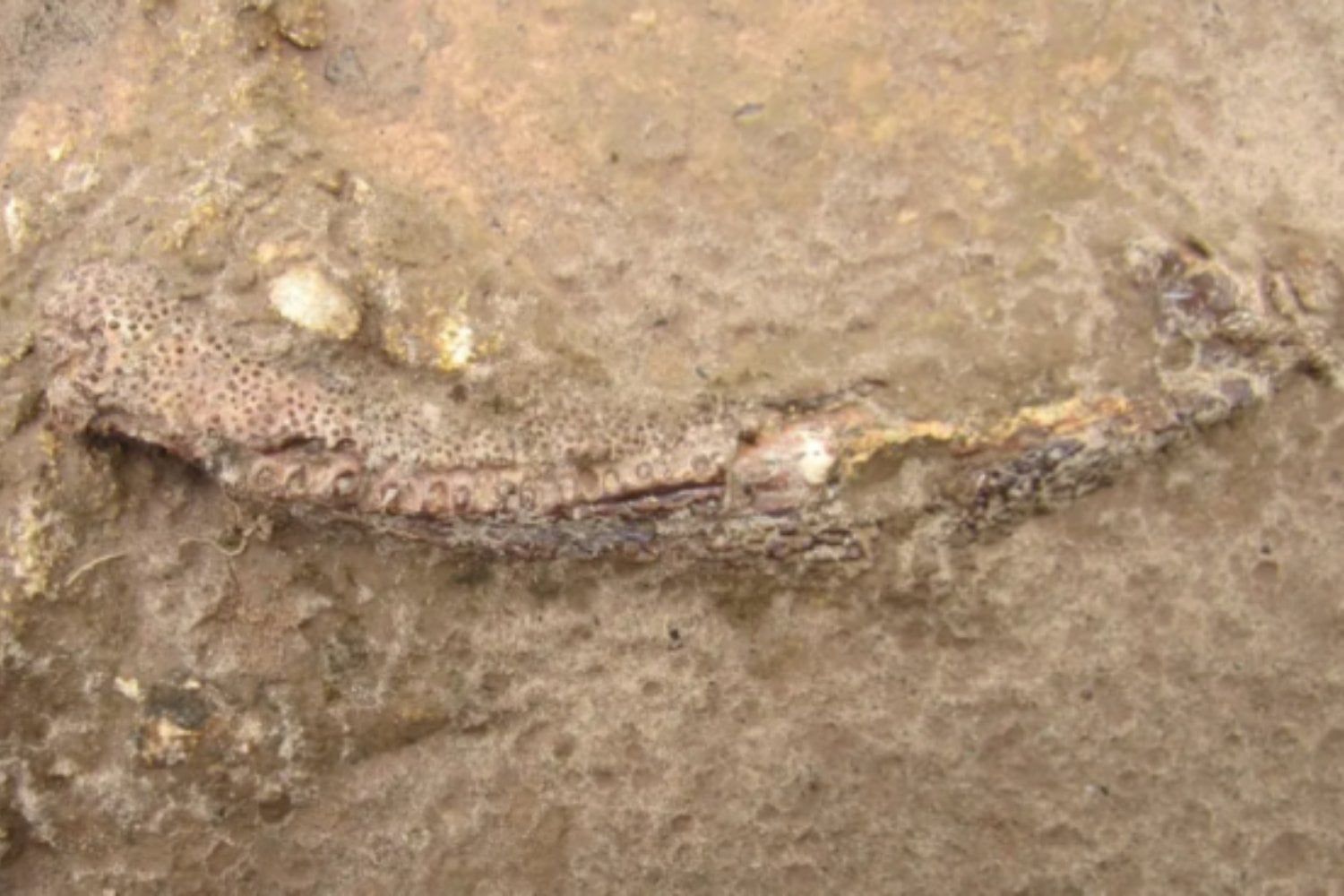 Una mandíbula torcida encontrada en Brasil acaba de revelar un animal prehistórico desconocido. Vivió hace 275 millones de años y podría haber sido uno de los primeros herbívoros terrestres