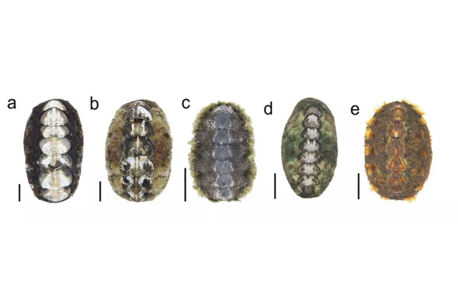 Un animal que apenas ha cambiado desde antes de los dinosaurios acaba de revelar un nuevo secreto evolutivo. Científicos descubren una especie desconocida de quitón