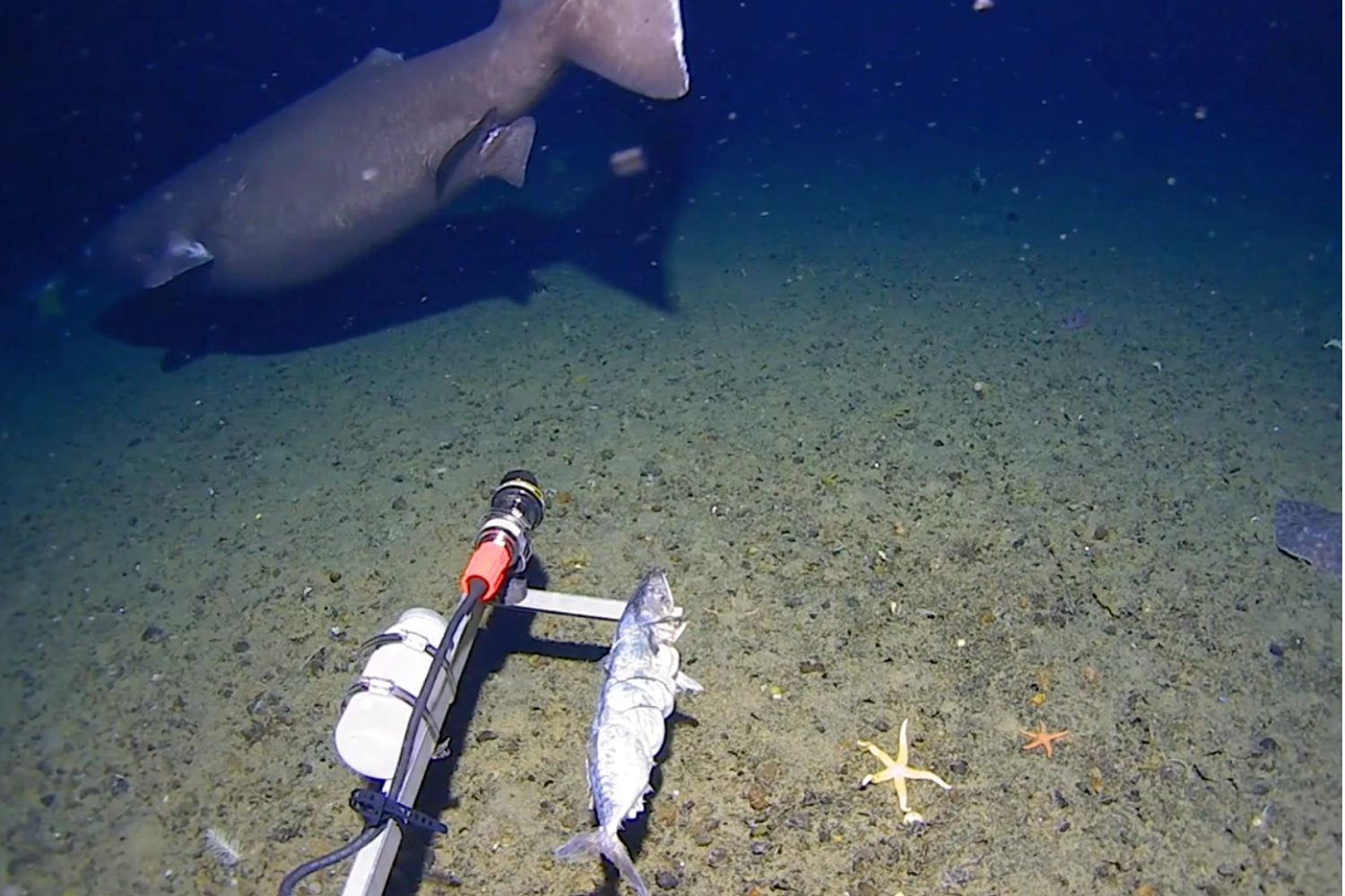 Una cámara submarina grabó algo que los científicos no esperaban ver en la Antártida. Un tiburón dormilón nadando en aguas casi congeladas
