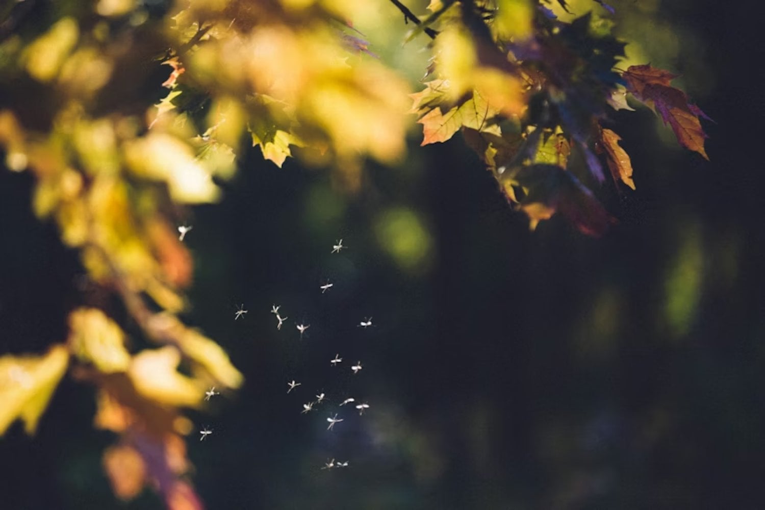 Puede que los fósiles no estén contando toda la historia de la evolución humana. Un grupo de mosquitos podría estar guardando en su ADN las pistas que faltan sobre cuándo y dónde se expandieron los primeros humanos por el planeta