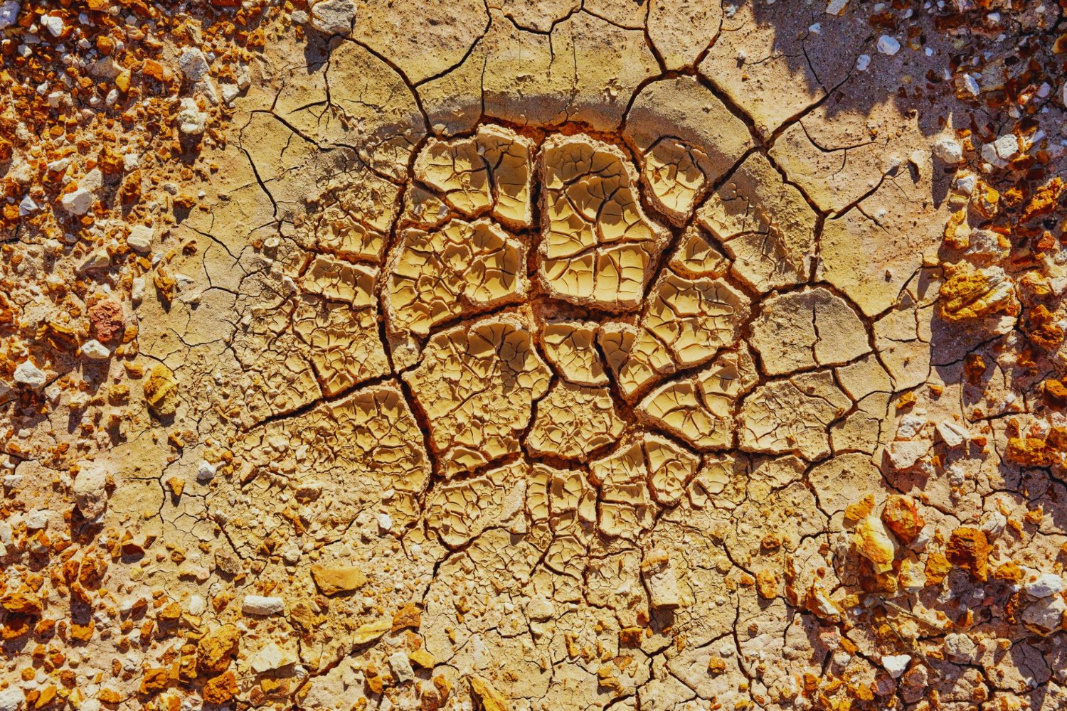 De plaga a posible aliado del desierto. Australia sacrificó miles de burros salvajes y ahora estudia si pueden crear agua, restaurar suelos y amortiguar sequías