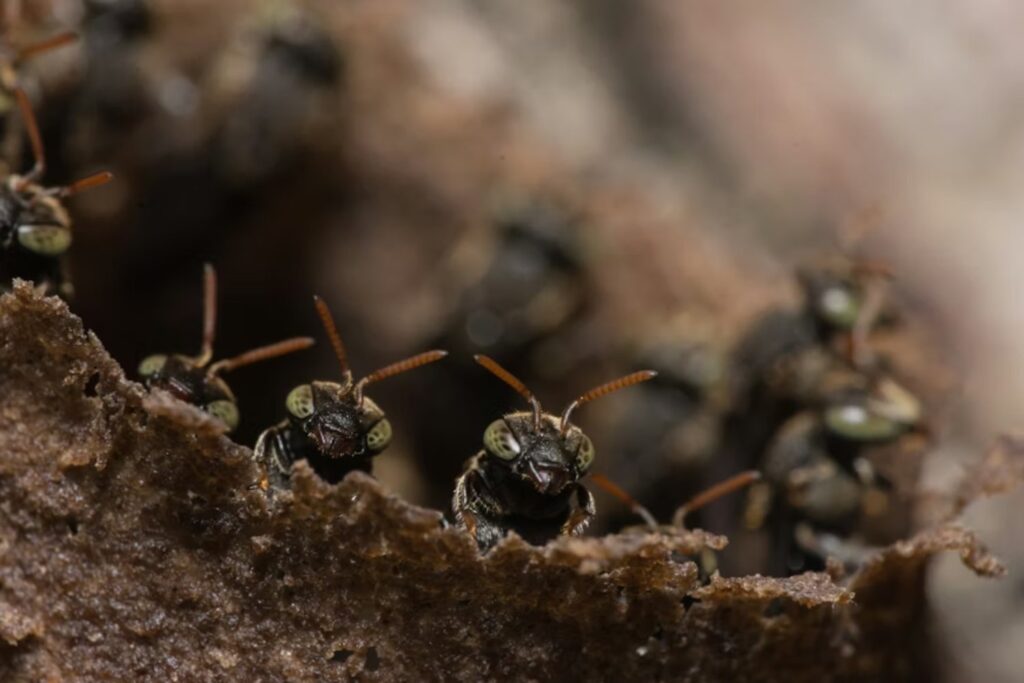 Un nuevo estudio advierte sobre un riesgo silencioso del cambio climático. El calor extremo podría provocar el colapso de miles de insectos tropicales