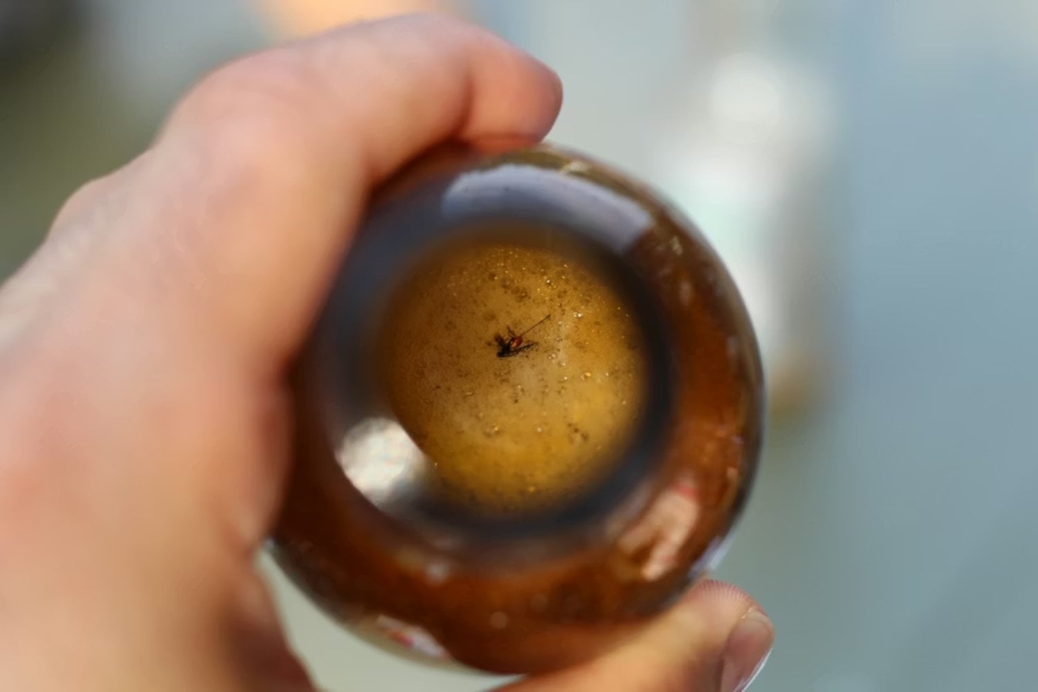 Puede que los fósiles no estén contando toda la historia de la evolución humana. Un grupo de mosquitos podría estar guardando en su ADN las pistas que faltan sobre cuándo y dónde se expandieron los primeros humanos por el planeta