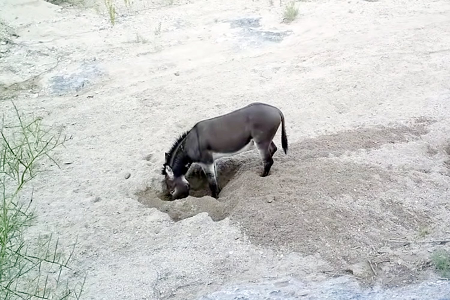 De plaga a posible aliado del desierto. Australia sacrificó miles de burros salvajes y ahora estudia si pueden crear agua, restaurar suelos y amortiguar sequías