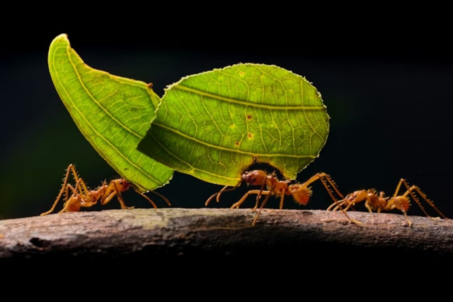 Un nuevo estudio advierte sobre un riesgo silencioso del cambio climático. El calor extremo podría provocar el colapso de miles de insectos tropicales