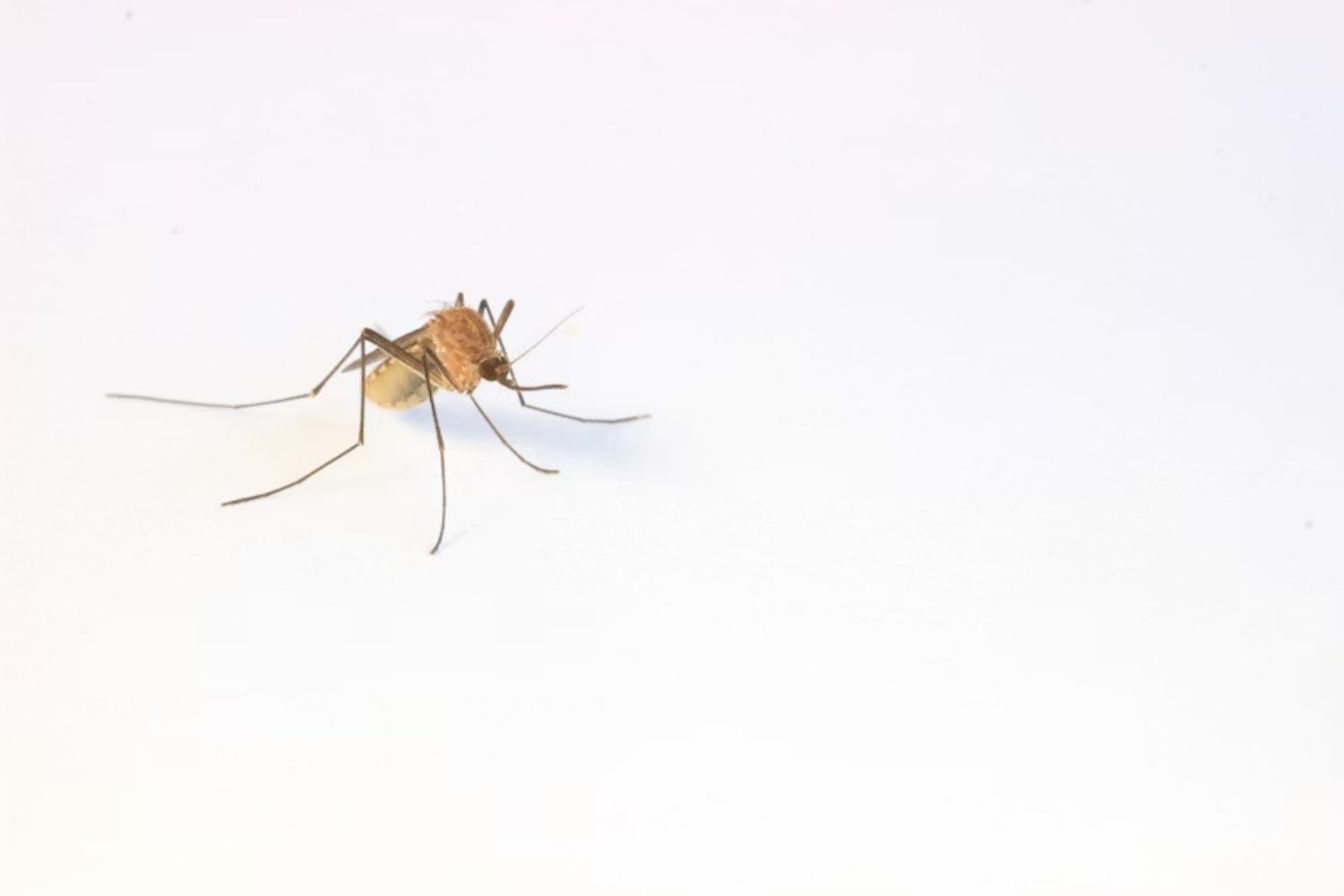 Puede que los fósiles no estén contando toda la historia de la evolución humana. Un grupo de mosquitos podría estar guardando en su ADN las pistas que faltan sobre cuándo y dónde se expandieron los primeros humanos por el planeta