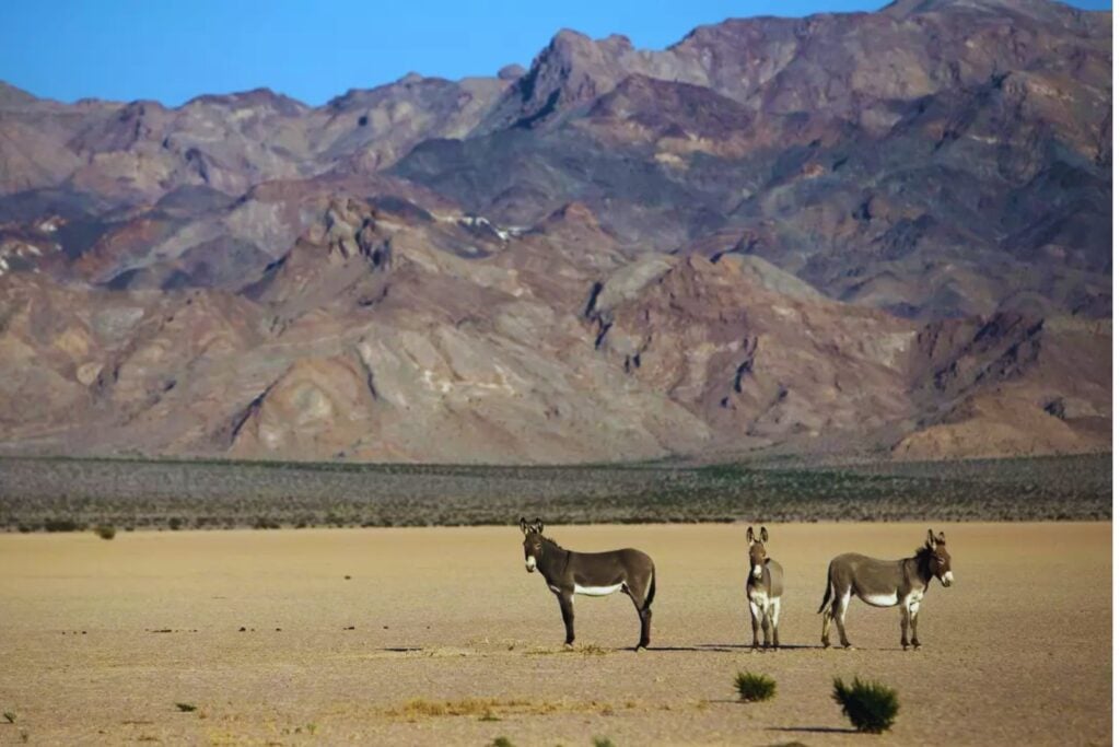 De plaga a posible aliado del desierto. Australia sacrificó miles de burros salvajes y ahora estudia si pueden crear agua, restaurar suelos y amortiguar sequías