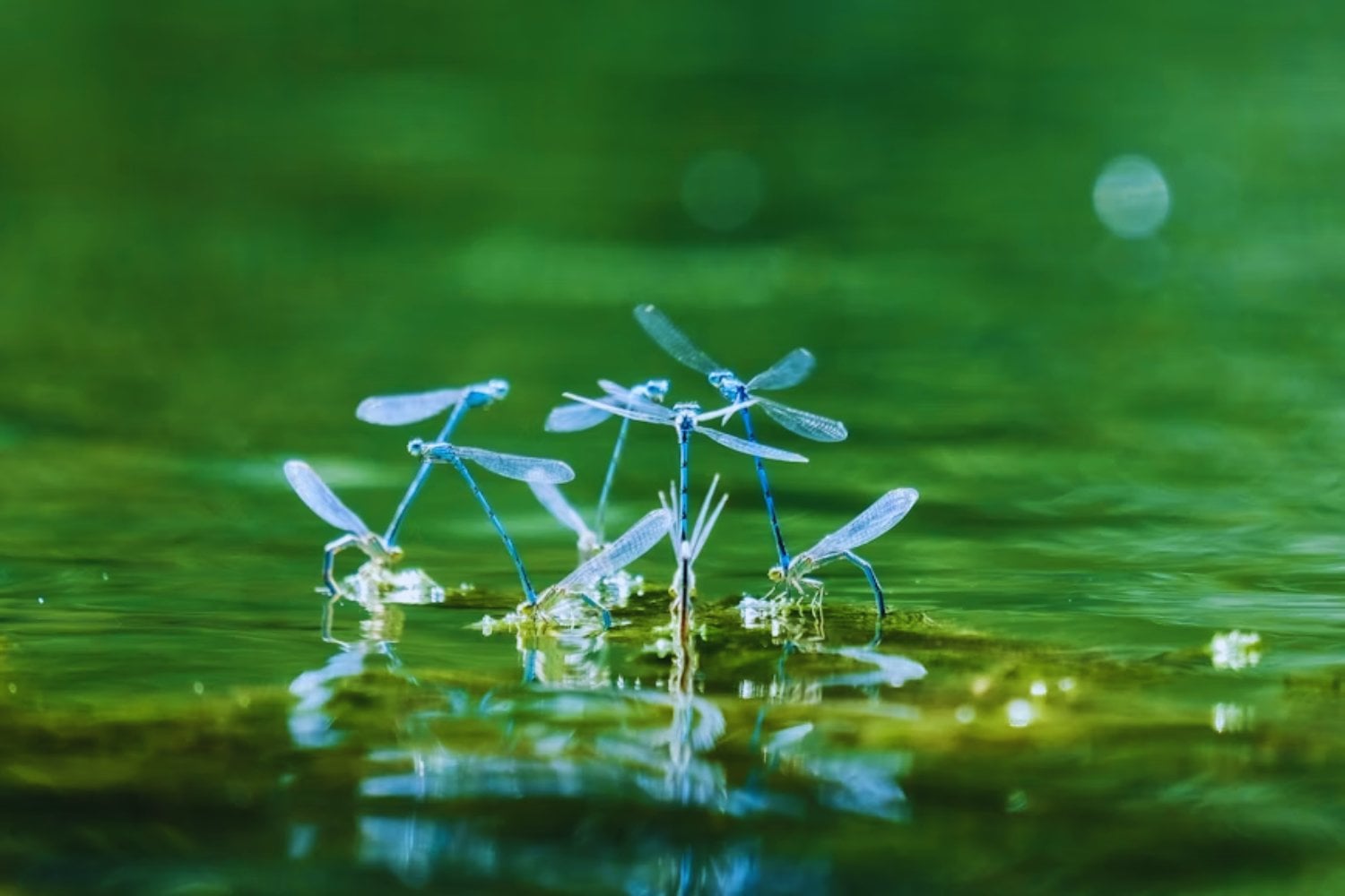 Un nuevo estudio advierte sobre un riesgo silencioso del cambio climático. El calor extremo podría provocar el colapso de miles de insectos tropicales