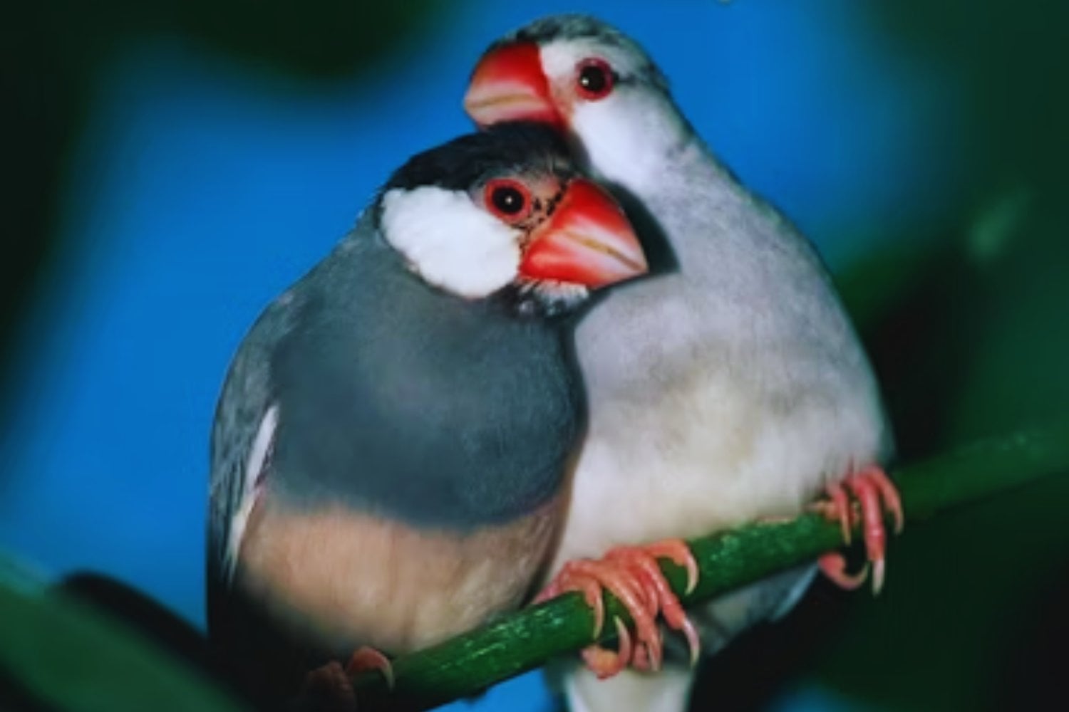 Creíamos que el gusto al elegir pareja era algo muy humano, pero un nuevo estudio apunta a algo más incómodo y fascinante: compartimos con otros animales parte de las mismas reglas para encontrar atractivo un sonido